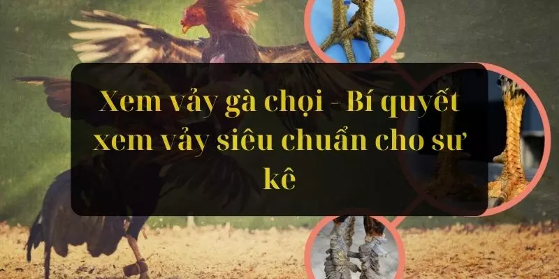 Xem Vảy Gà Chọi